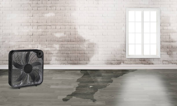 Best Local water damage restoration  in Inverness, IL